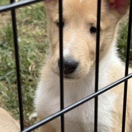 Boy5 - Sable merle and white male Collie puppy in Roaring Brook Twp, Pennsylvania from Denby Berger Picards and Collies