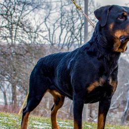 Rottweilers from McWreath Rottweilers