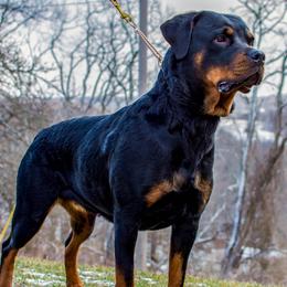 Rottweilers from McWreath Rottweilers