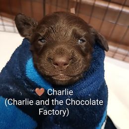 Charlie - Chocolate and tan male Dachshund puppy in Bates City, Missouri from Gray Wall Dachshunds