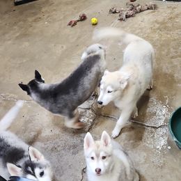Siberian Husky Puppies from Spirit of the Moon Siberians
