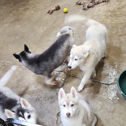 Siberian Husky Puppies from Spirit of the Moon Siberians