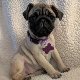 Pug Puppies from Lisa's Pugalicious Pugs