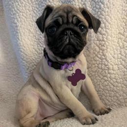 Pug Puppies from Lisa's Pugalicious Pugs