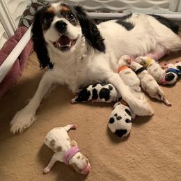 Cavalier King Charles Spaniel Puppies from Ayerloom Cavaliers