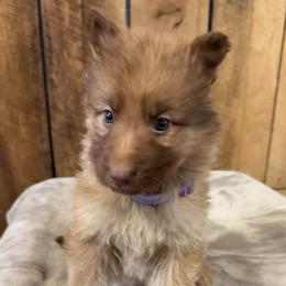 Purple DL AKA Sadie - Sable female German Shepherd puppy in Terra Alta, West Virginia from Shepherd Country Farm and Kennels