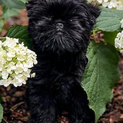 Affenpinschers and Australian Shepherds from Limelite