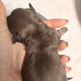 Chocolate boy - Chocolate and tan male Dachshund puppy in Newark, Delaware from Rich Point