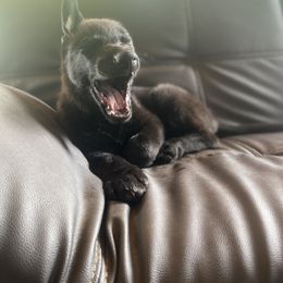 German Shepherd Puppies from Von Lambor German Shepherds