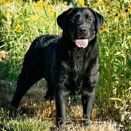 Annie - Labrador Retriever