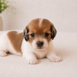 Dachshund Puppies from Cape Cod Doxies
