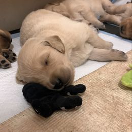 Golden Retriever Puppies from Golden Stone Retrievers ext.