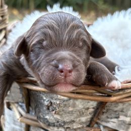 Australian Mountain Doodles from Sammi Sweet Doodles