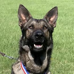 Salt - German Shepherd