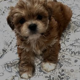 Lhasa Apso Puppies from Tibetan Tails