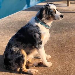 Miniature Australian Shepherds and Toy Australian Shepherds from Tiny Town Mini and Toy Aussies