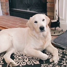 Stella - Golden Retriever