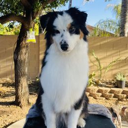 Butters - Australian Shepherd