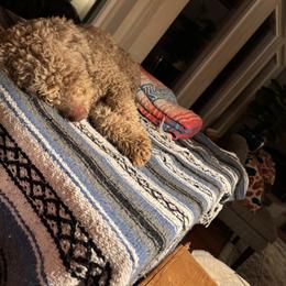 Lagotto Romagnolo Puppies from Lagotti di Mesilla