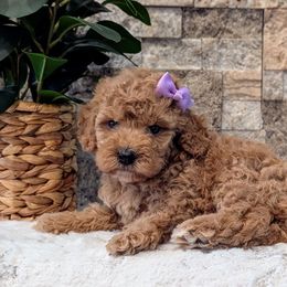 Bella - Red  female Poodle puppy in Salt Lake City, Utah from Utah Cocker Spaniels