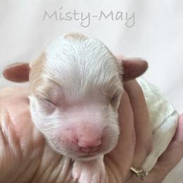 Misty- May - Blenheim female Cavapoo puppy in Aiken, South Carolina from Cavapoos of the Carolinas
