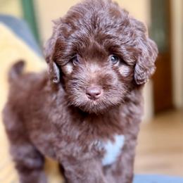 Bob - Brown and white male Aussiedoodle puppy in Jackson, Tennessee from Dinah Doodles and Aussies