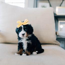 DJ - Tri-color female Bernedoodle puppy in Murray, Utah from Sun Valley Doodles