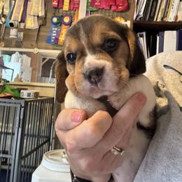 Blue - Black white and tan male Beagle puppy in Viper, Kentucky from Mountain Top