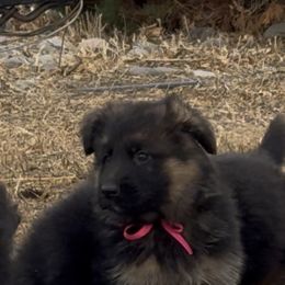 Girl 3 - female German Shepherd puppy in Powell, Wyoming from Von Reich Haus