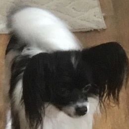 Candy - Papillon