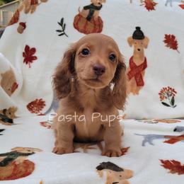 AKC Bundaberg - Red female Dachshund puppy in Texarkana, Arkansas from Pasta Pups Miniature Dachshunds