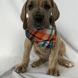 Ingram - Blue brindle male Great Dane puppy in Michigan from Ohana Great Danes of Michigan