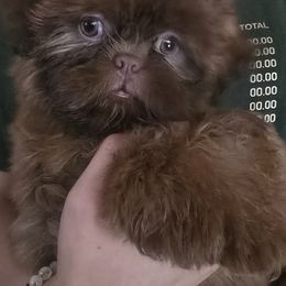 Boy 2 - Liver male Shih Tzu puppy in Green Valley Lake, California from All American Shih Tzu Puppies