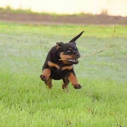Rottweiler Puppies from Gottlïchen Rottweilers