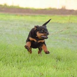 Rottweiler Puppies from Gottlïchen Rottweilers