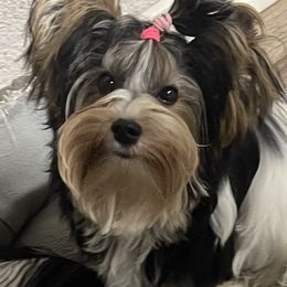 Saucy - Biewer Terrier