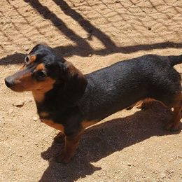 Maverick - Dachshund