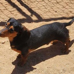 Maverick - Dachshund