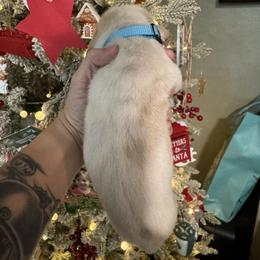 Jack (Jack Frost) - Lemon and white male Basset Hound puppy in Gulf Breeze, Florida from Breeze Basset Hounds