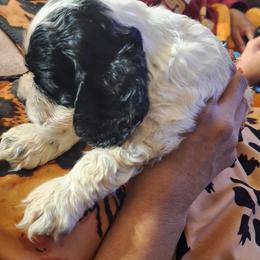 Boy 1 - Blue roan and tan male Cocker Spaniel puppy in Sparta, Georgia from Mekas Cocker Spaniel