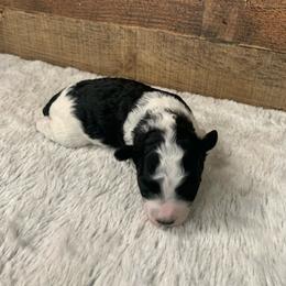 Echo - Parti male Poodle puppy in Haddam, Kansas from Golden B Acres