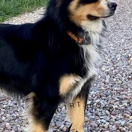 Miniature Australian Shepherds from Northern Aussies