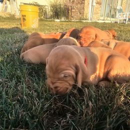 Aspen - Golden rust male Vizsla puppy in Mc Donald, Pennsylvania from Rust Creek Vizslas