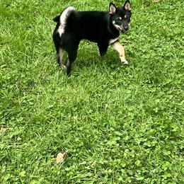 Shiba Inu Puppies from Haste