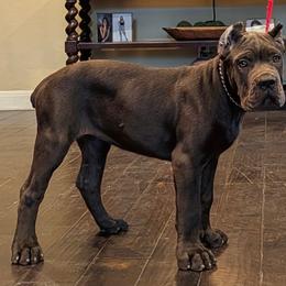 Female 1 - Gray female Cane Corso puppy in California from Donato Kennels