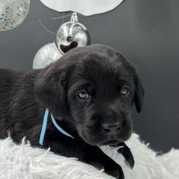 Light Blue - Black male Labrador Retriever puppy in Heath Springs, South Carolina from Rich Hill Retrievers