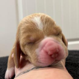 Tootsie Roll - Red and white female Basset Hound puppy in Kingsport, Tennessee from Bear’s Bassets