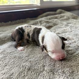 Rusty - Red merle male Miniature Australian Shepherd puppy in Oroville, Washington from High Mountain Aussies