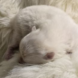 Opal - Orange parti female Pomeranian puppy in Cleveland, Tennessee from Deborah's Darlings