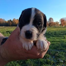 Hazel - Brown and white female Saint Bernard puppy in Kinsman, Ohio from Coleman Saint Bernards of Ohio